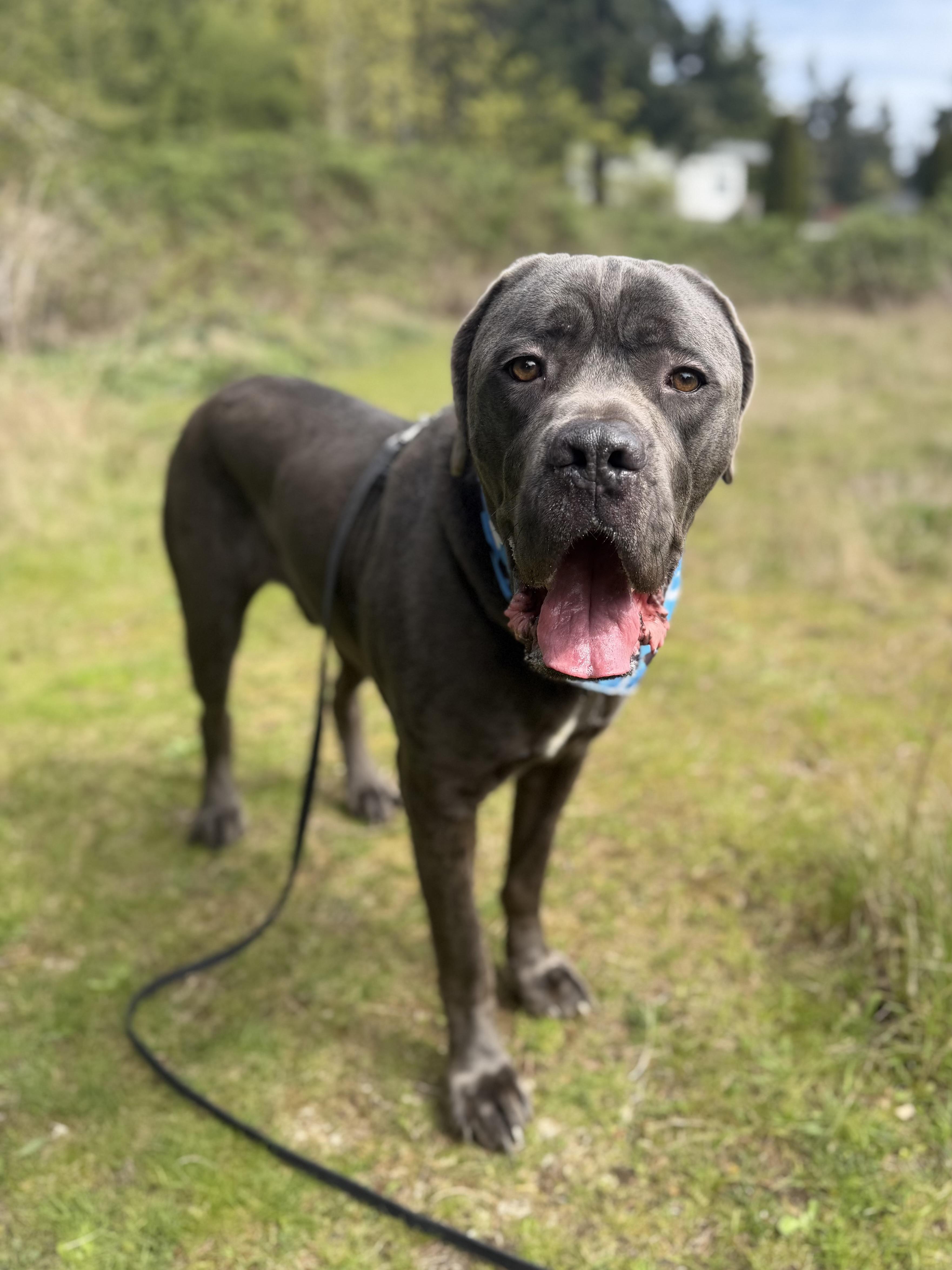 Enlarge Ozzie, a Adoptable Cane Corso in lynnwood , WA image 5/6