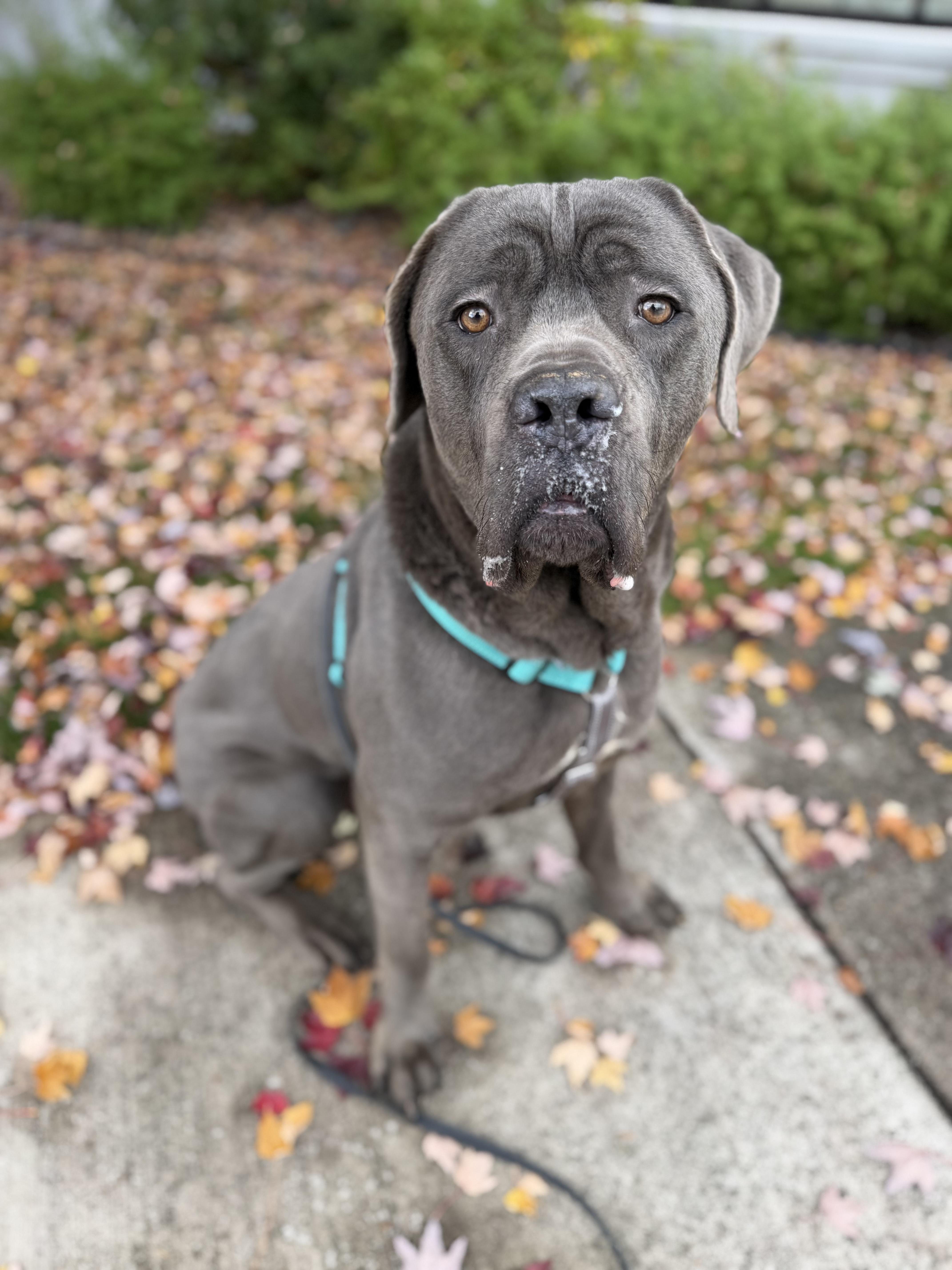 Enlarge Ozzie, a Adoptable Cane Corso in lynnwood , WA image 6/6