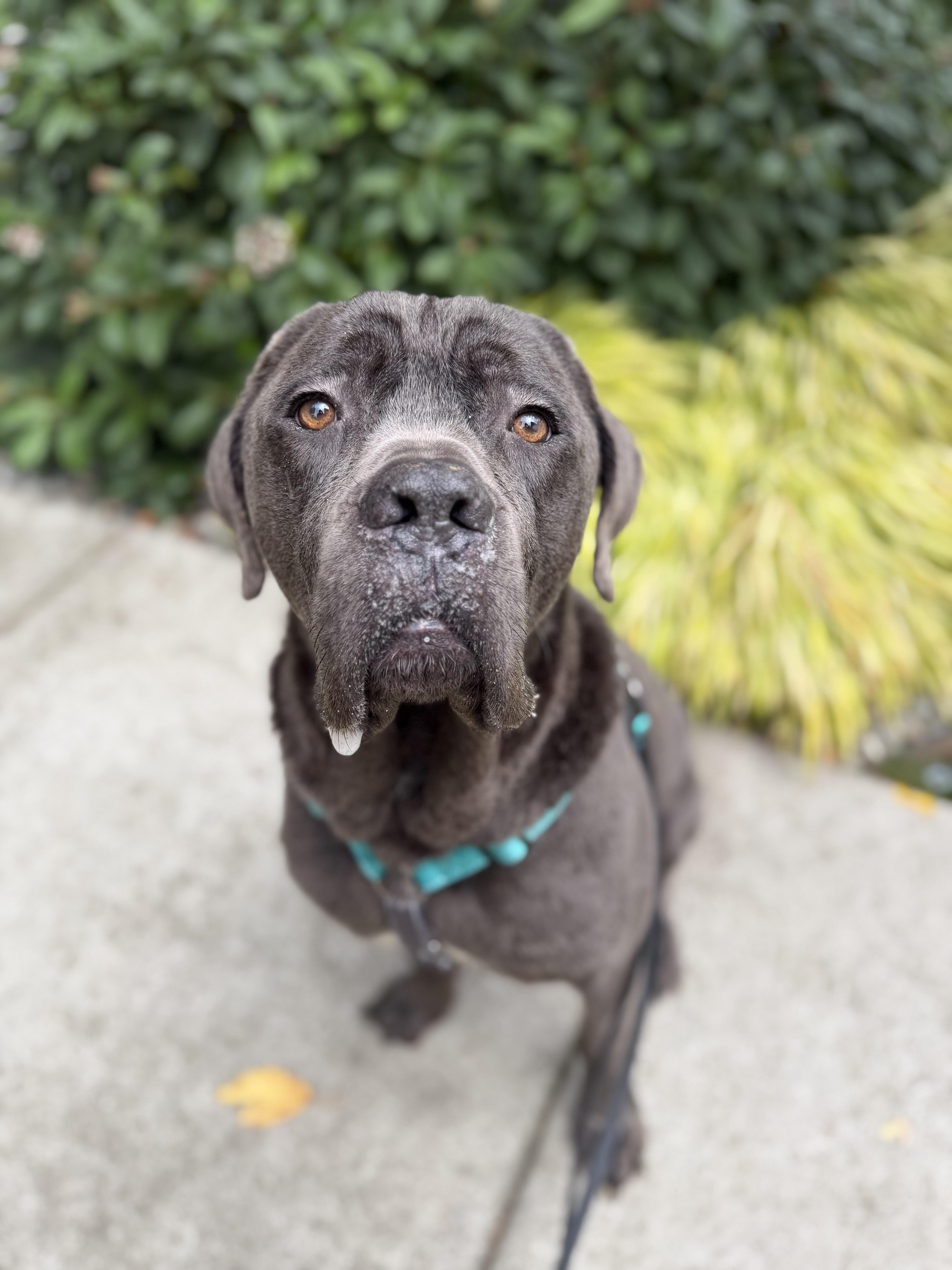 Enlarge Ozzie, a Adoptable Cane Corso in lynnwood , WA image 2/6