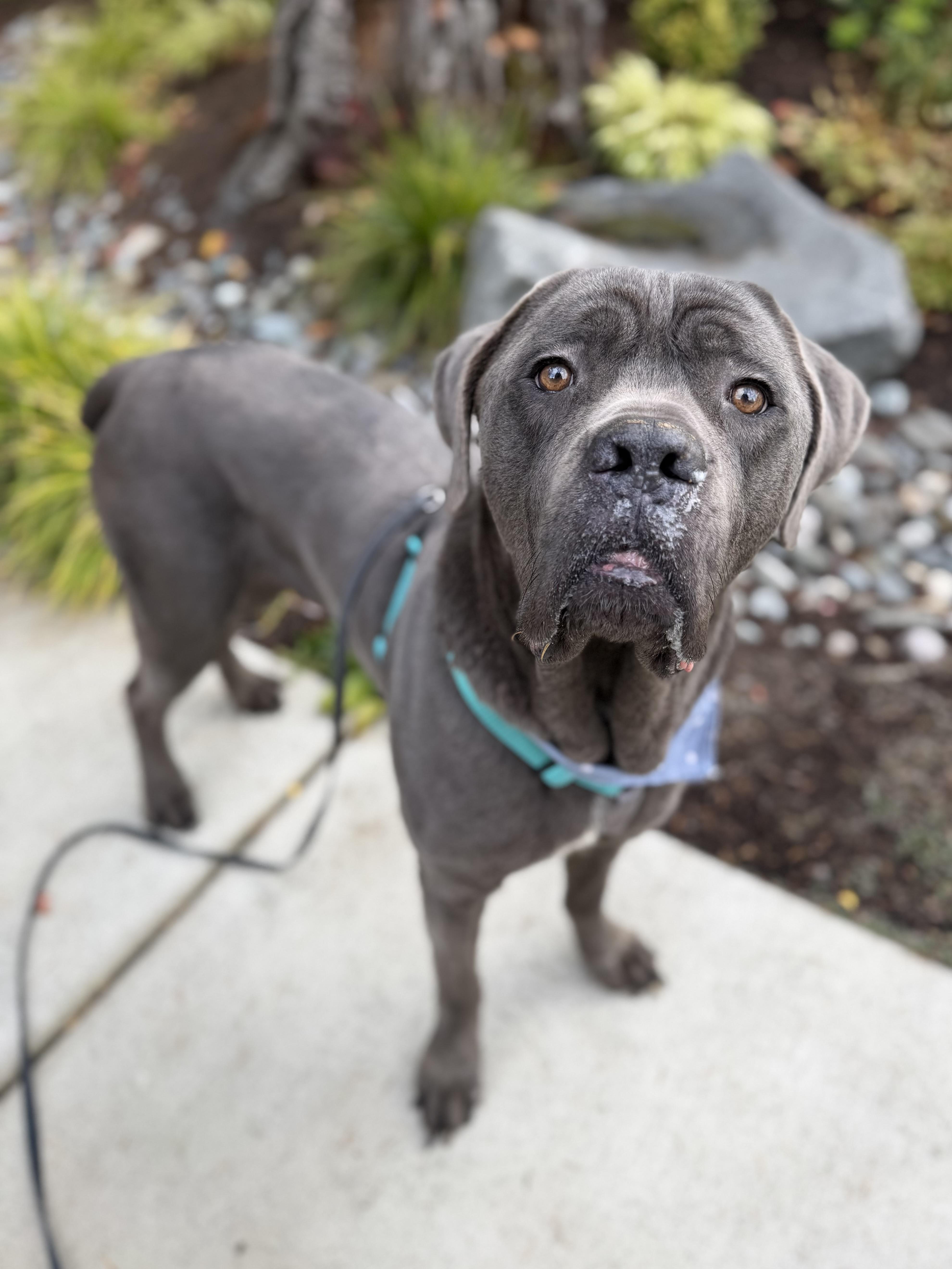 Enlarge Ozzie, a Adoptable Cane Corso in lynnwood , WA image 4/6