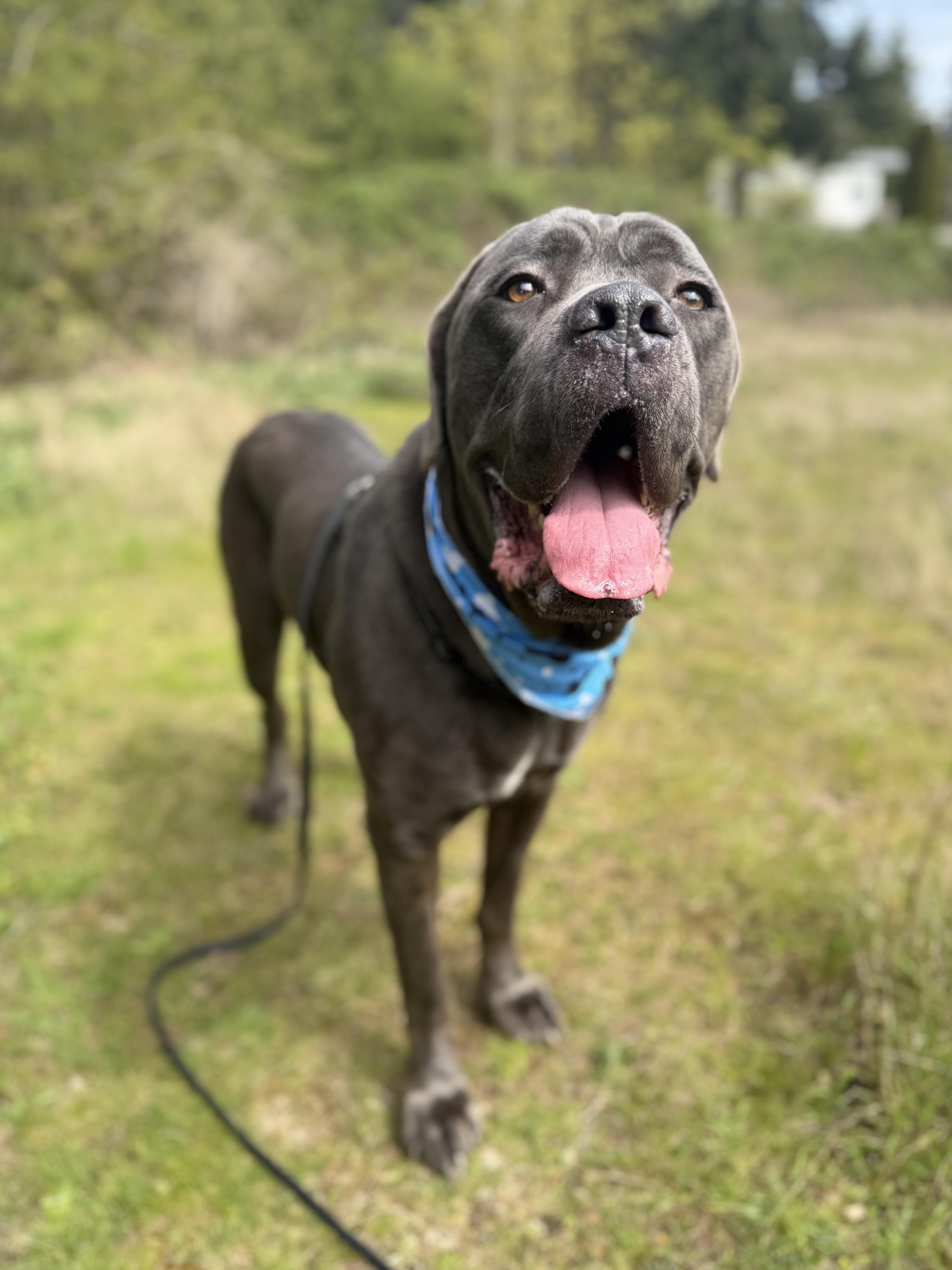 Enlarge Ozzie, a Adoptable Cane Corso in lynnwood , WA image 3/6