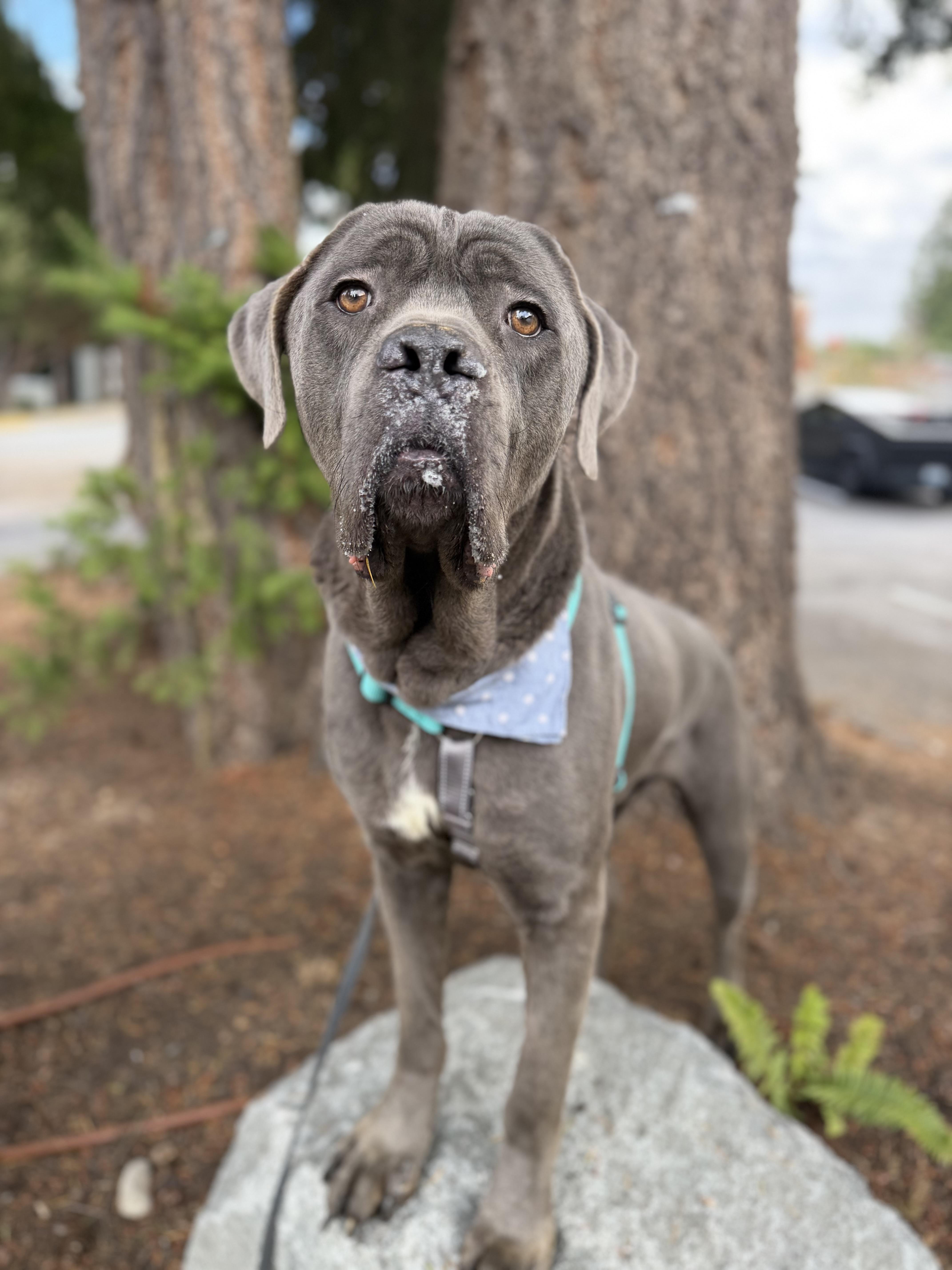 Ozzie, Adoptable, Adult Male Cane Corso.