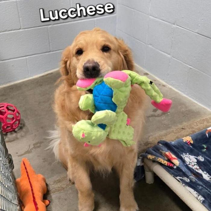Lucchese #7435, Adopted, Young Male Golden Retriever.