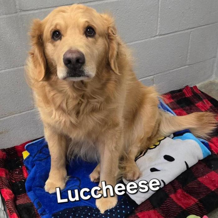 Lucchese #7435, a Adopted Golden Retriever in Louisville, KY image 2/2