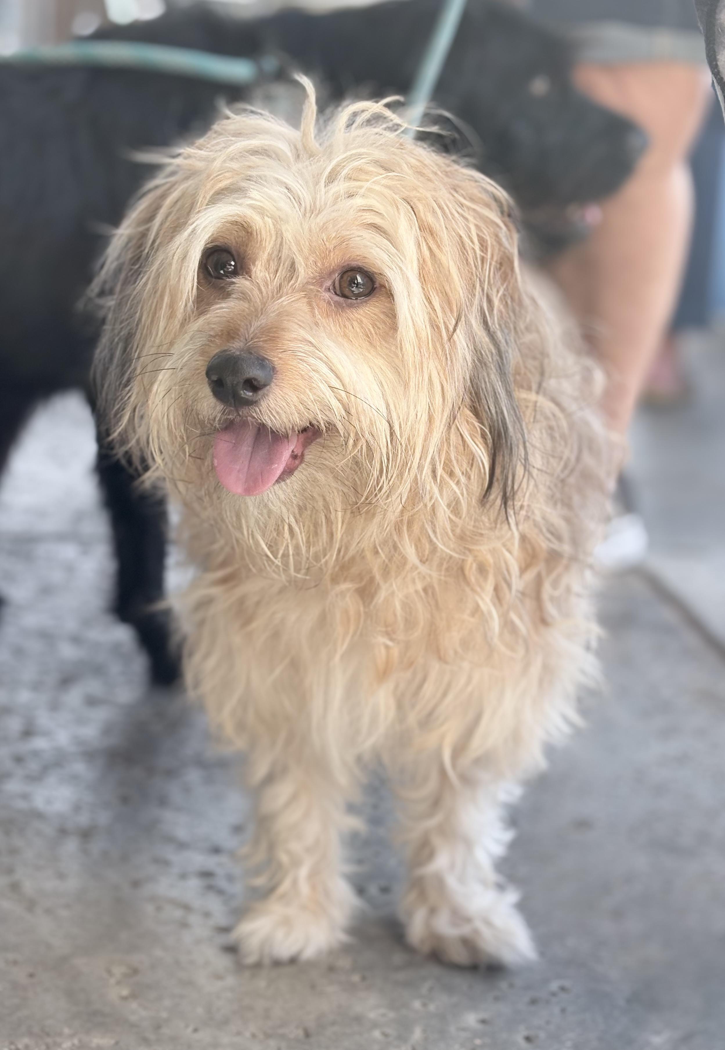 Enlarge Mr. Boombastic, an adopted mixed breed in Newport Beach, CA image 1/3