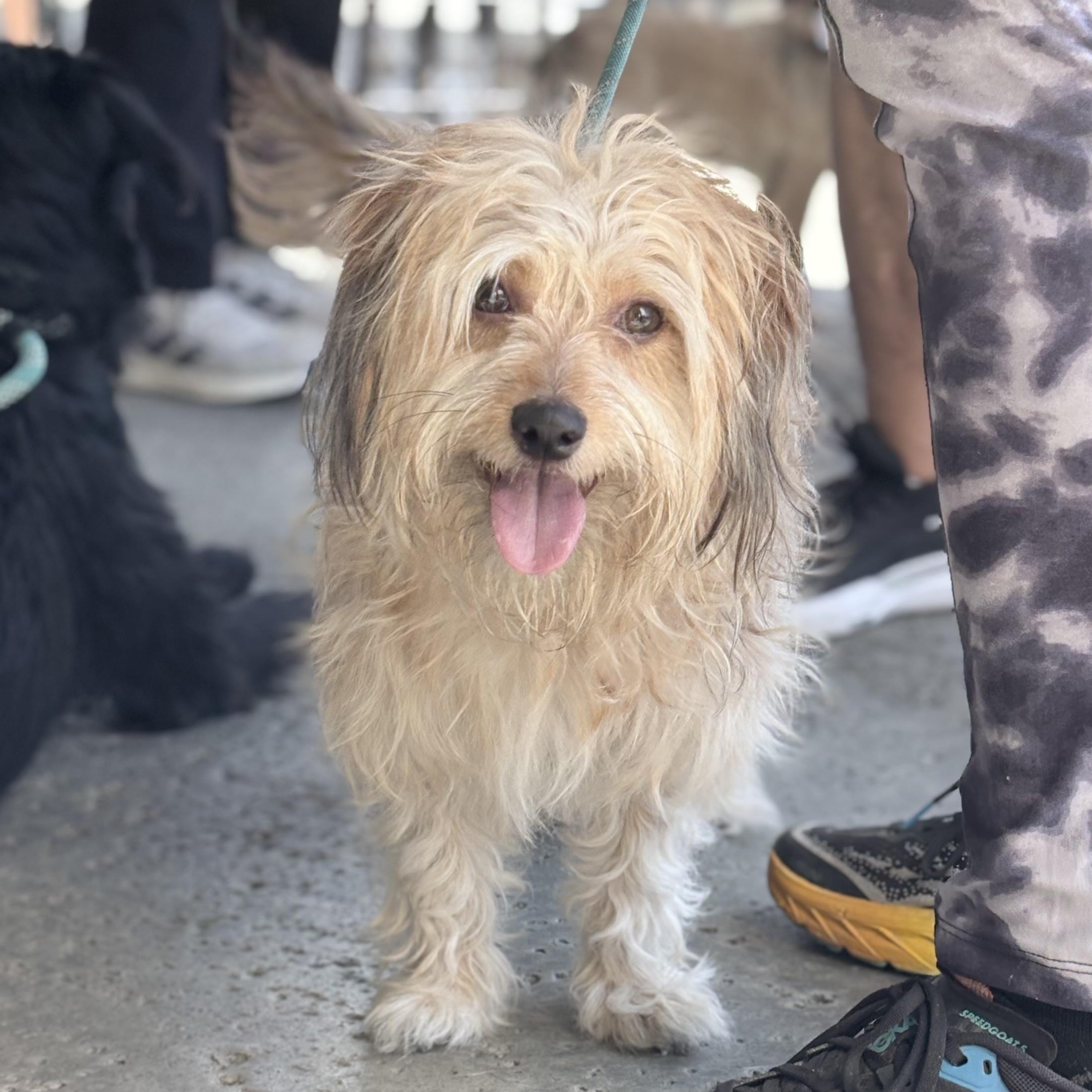 Enlarge Mr. Boombastic, an adopted mixed breed in Newport Beach, CA image 2/3