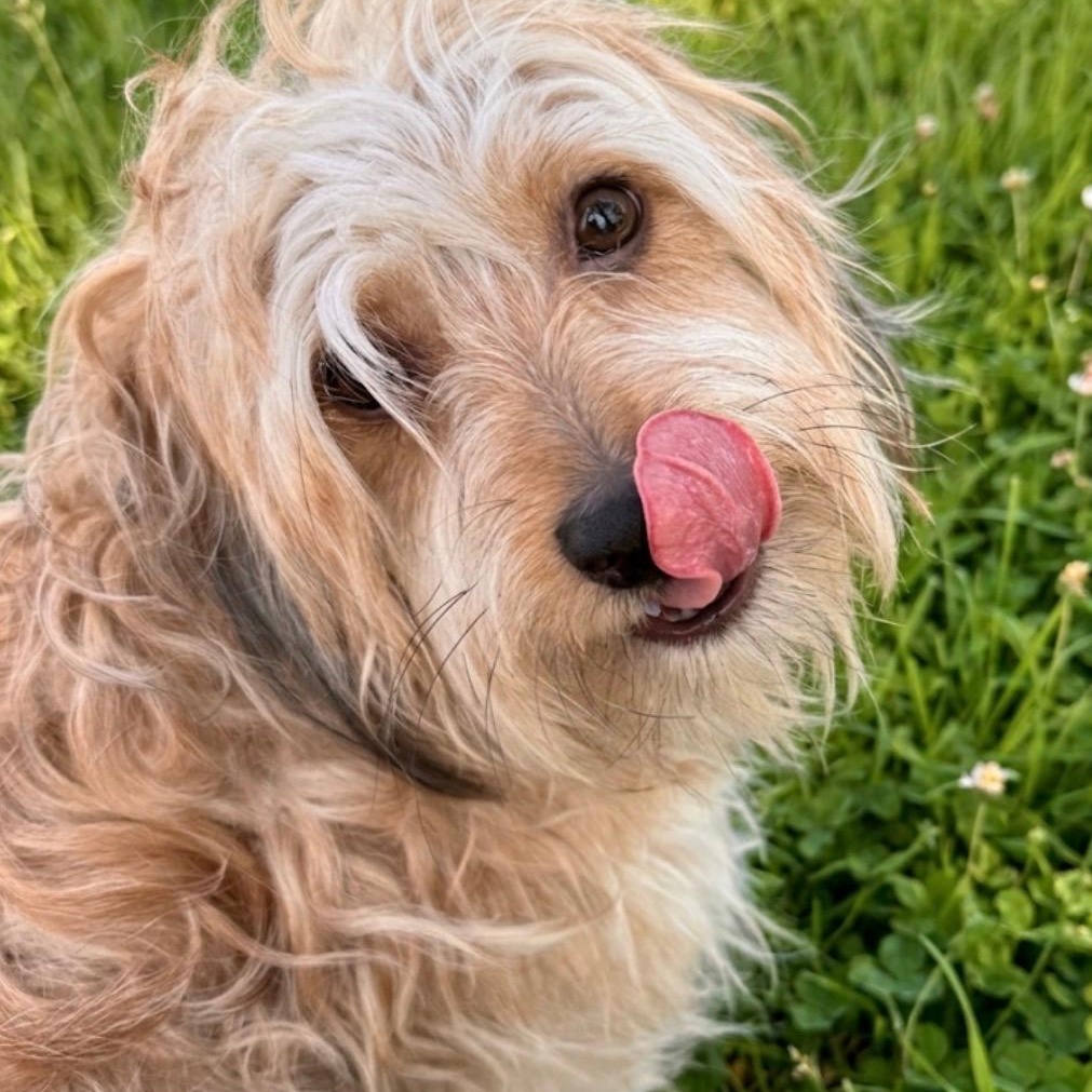 Enlarge Mr. Boombastic, an adopted mixed breed in Newport Beach, CA image 3/3