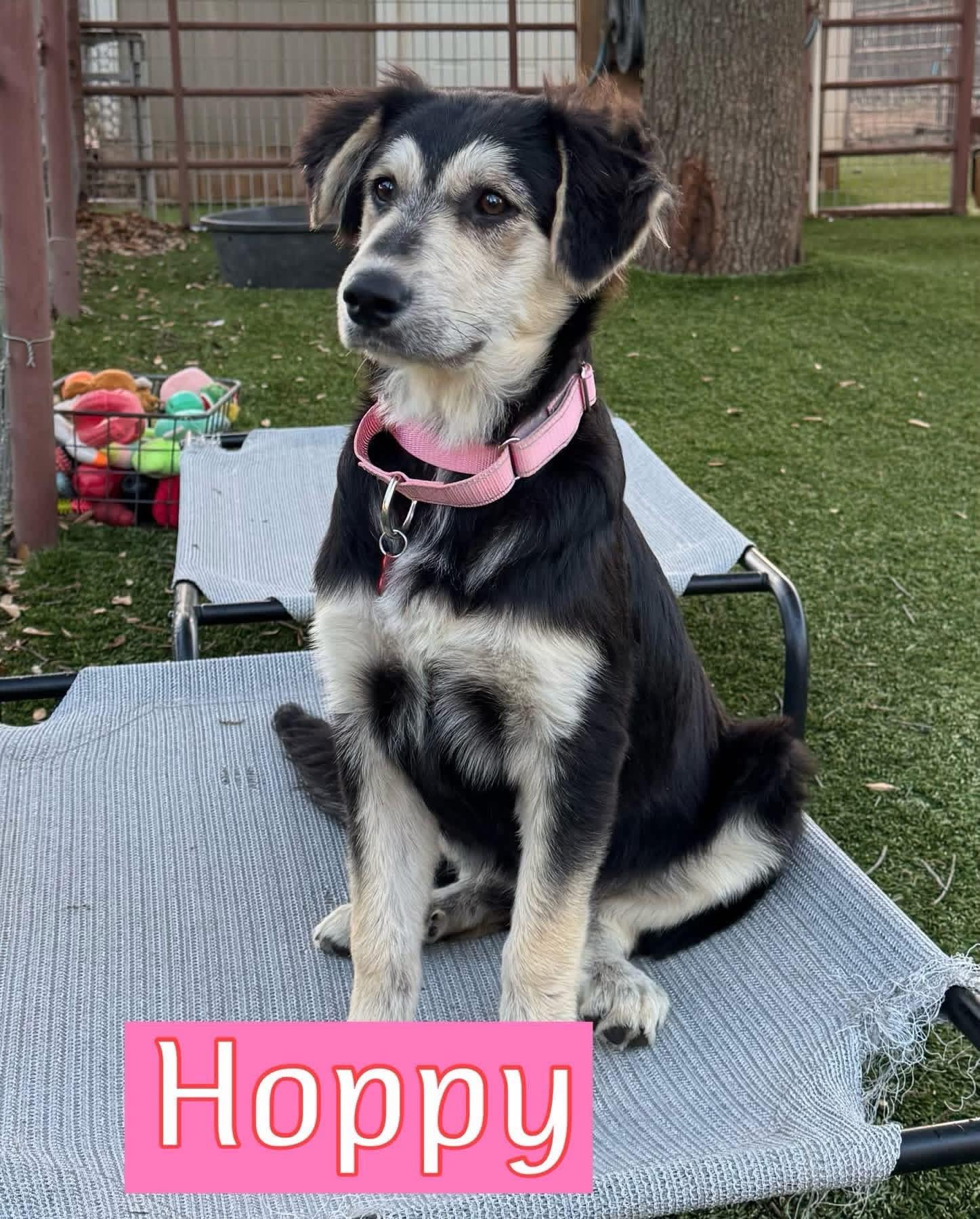 Enlarge Hoppy, an adopted mixed breed in Keller, TX image 2/5