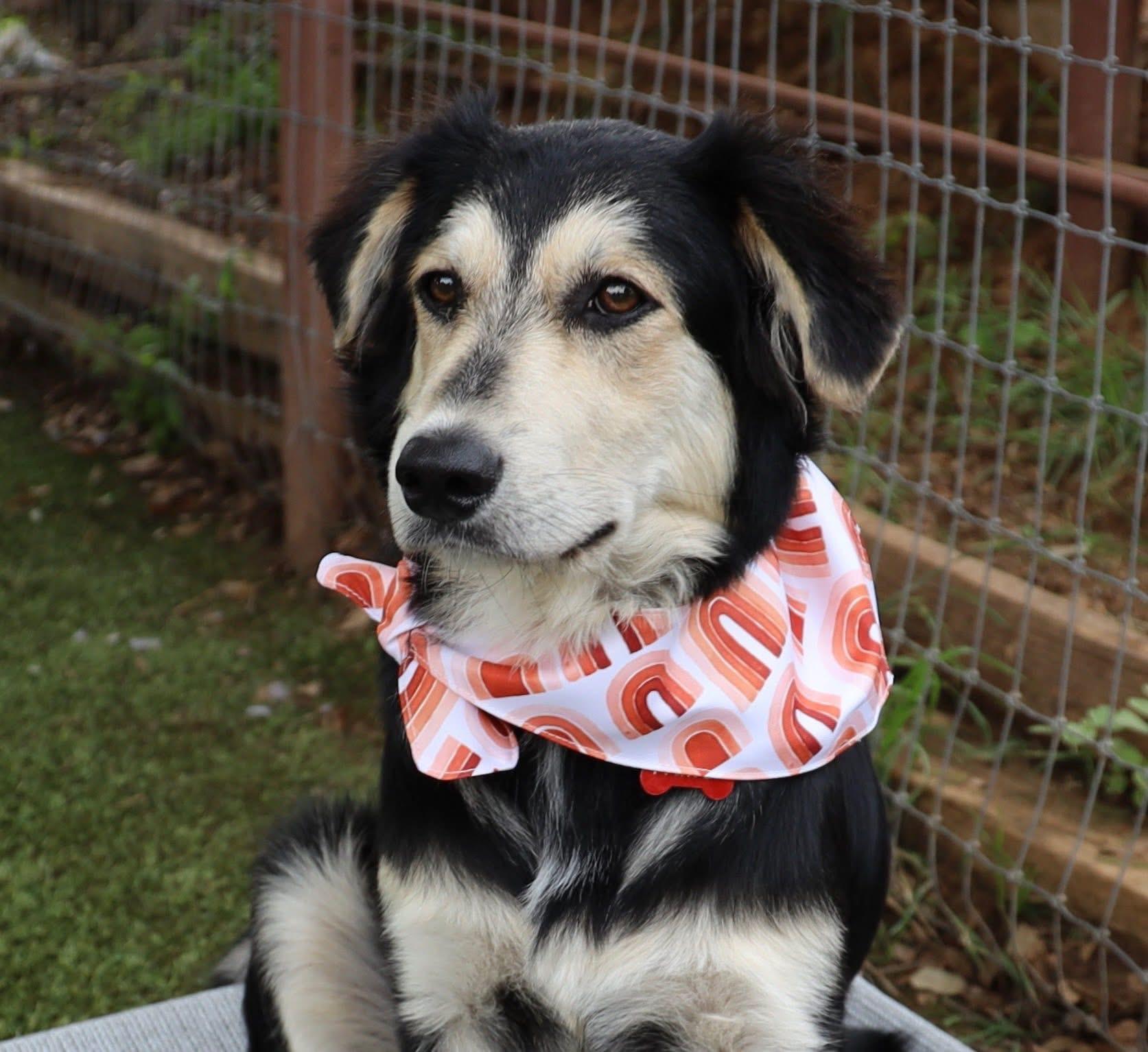 Enlarge Hoppy, an adopted mixed breed in Keller, TX image 3/5