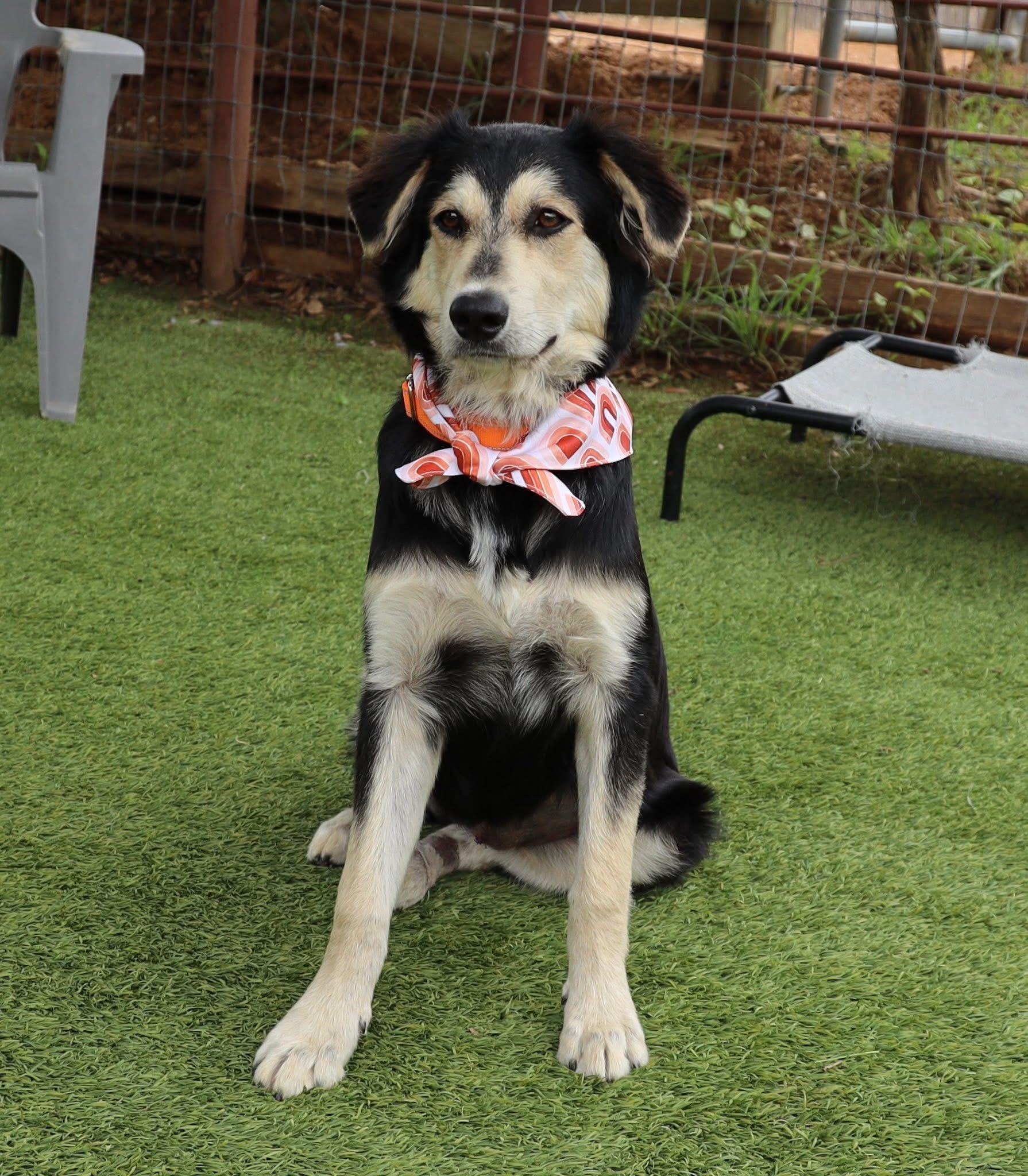 Enlarge Hoppy, an adopted mixed breed in Keller, TX image 1/5