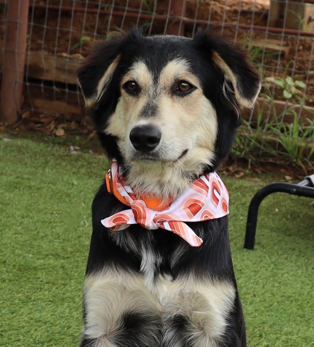 Enlarge Hoppy, an adopted mixed breed in Keller, TX image 5/5