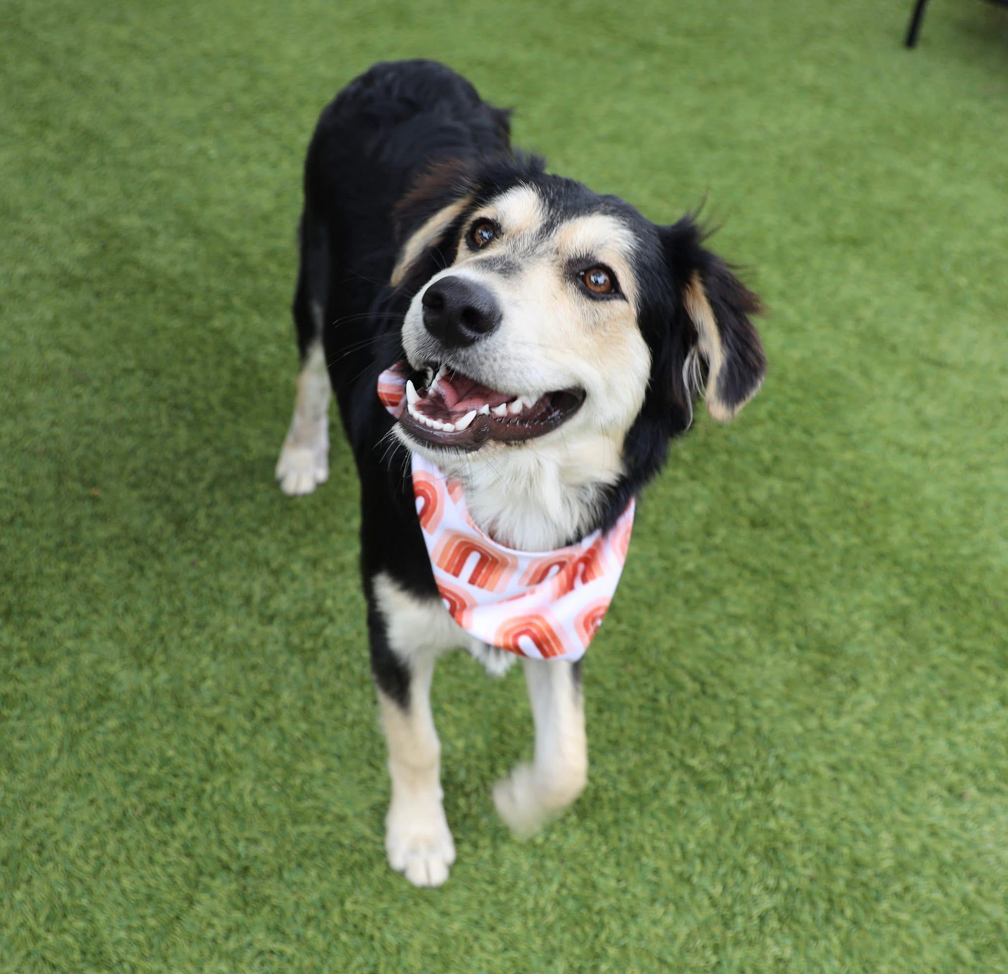 Enlarge Hoppy, an adopted mixed breed in Keller, TX image 4/5
