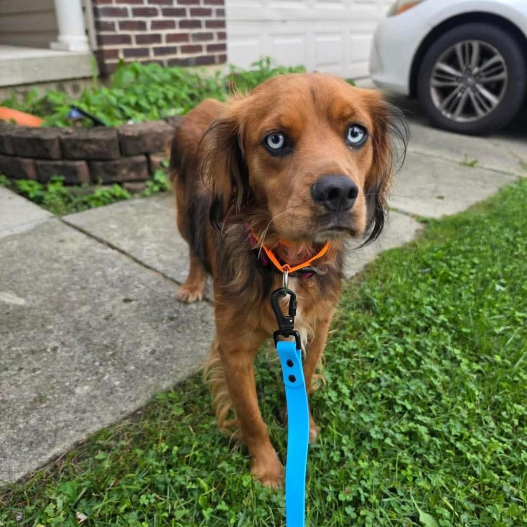 Enlarge Mia, a Adoptable Irish Setter in Farmersville, OH image 1/2