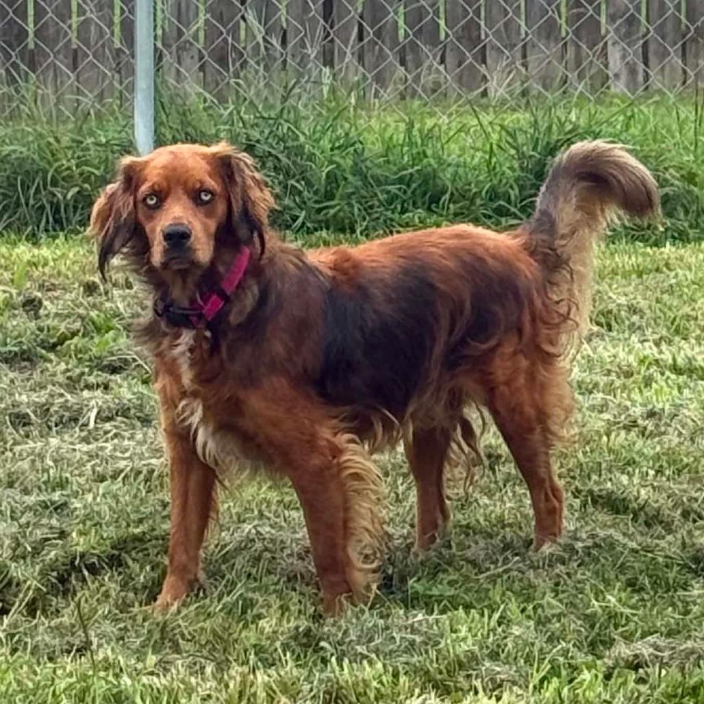 Enlarge Mia, a Adoptable Irish Setter in Farmersville, OH image 2/2