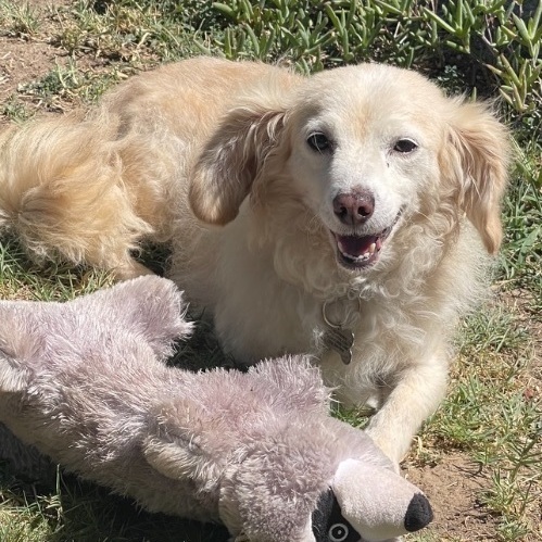 Enlarge Toby, a Adoptable mixed breed in Lodi, CA image 2/6