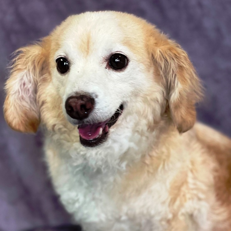Enlarge Toby, a Adoptable mixed breed in Lodi, CA image 3/6