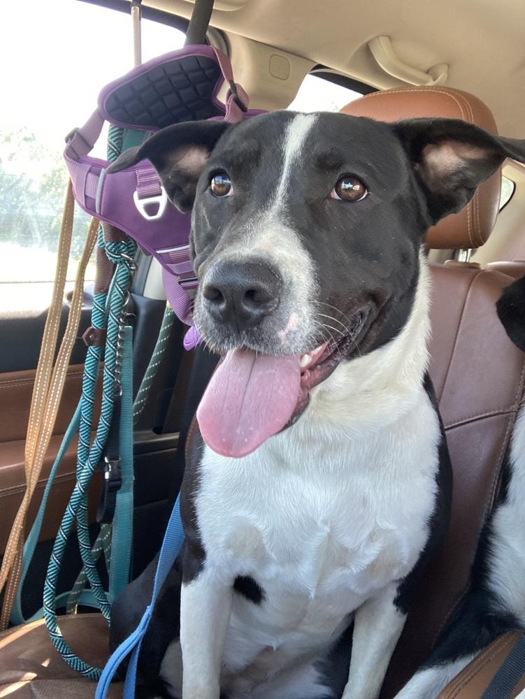 Castle, a Adoptable mixed breed in Aurora, IN image 1/6