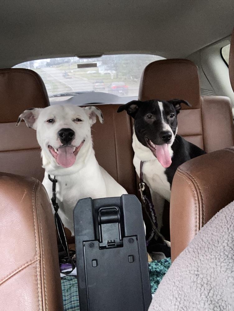 Castle, Adoptable, Adult Female Pit Bull Terrier.