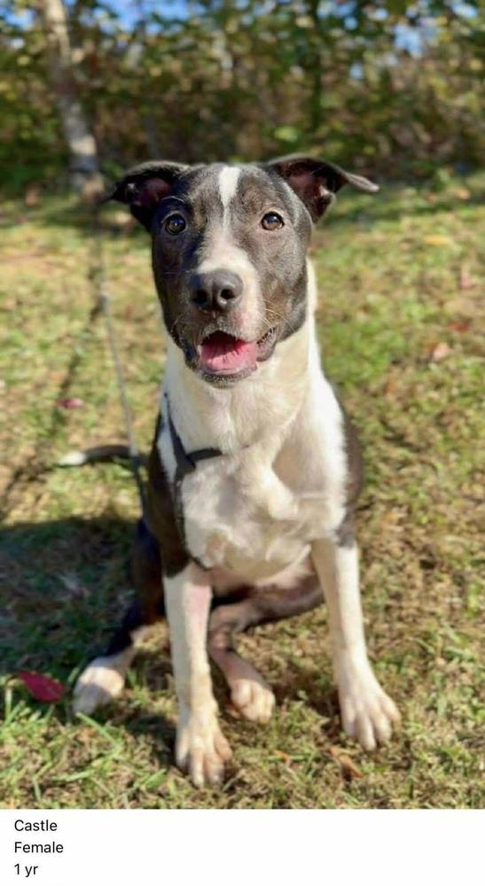 Castle, a Adoptable mixed breed in Aurora, IN image 2/5