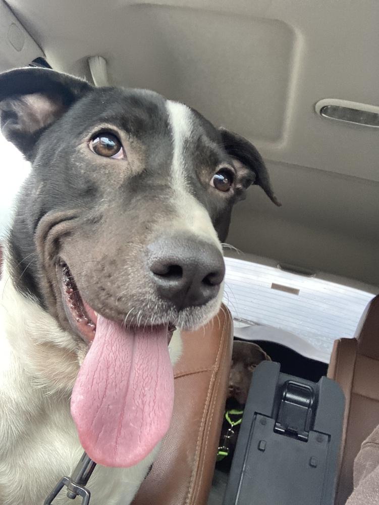 Castle, a Adoptable mixed breed in Aurora, IN image 3/5