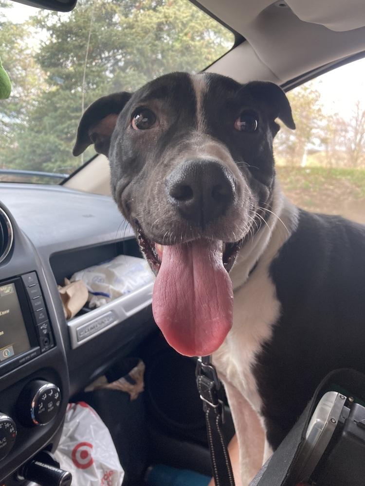 Castle, a Adoptable mixed breed in Aurora, IN image 4/5