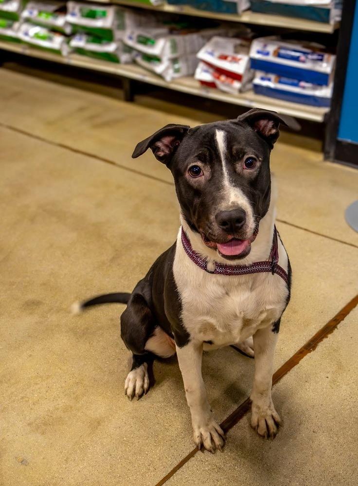 Castle, a Adoptable mixed breed in Aurora, IN image 5/5