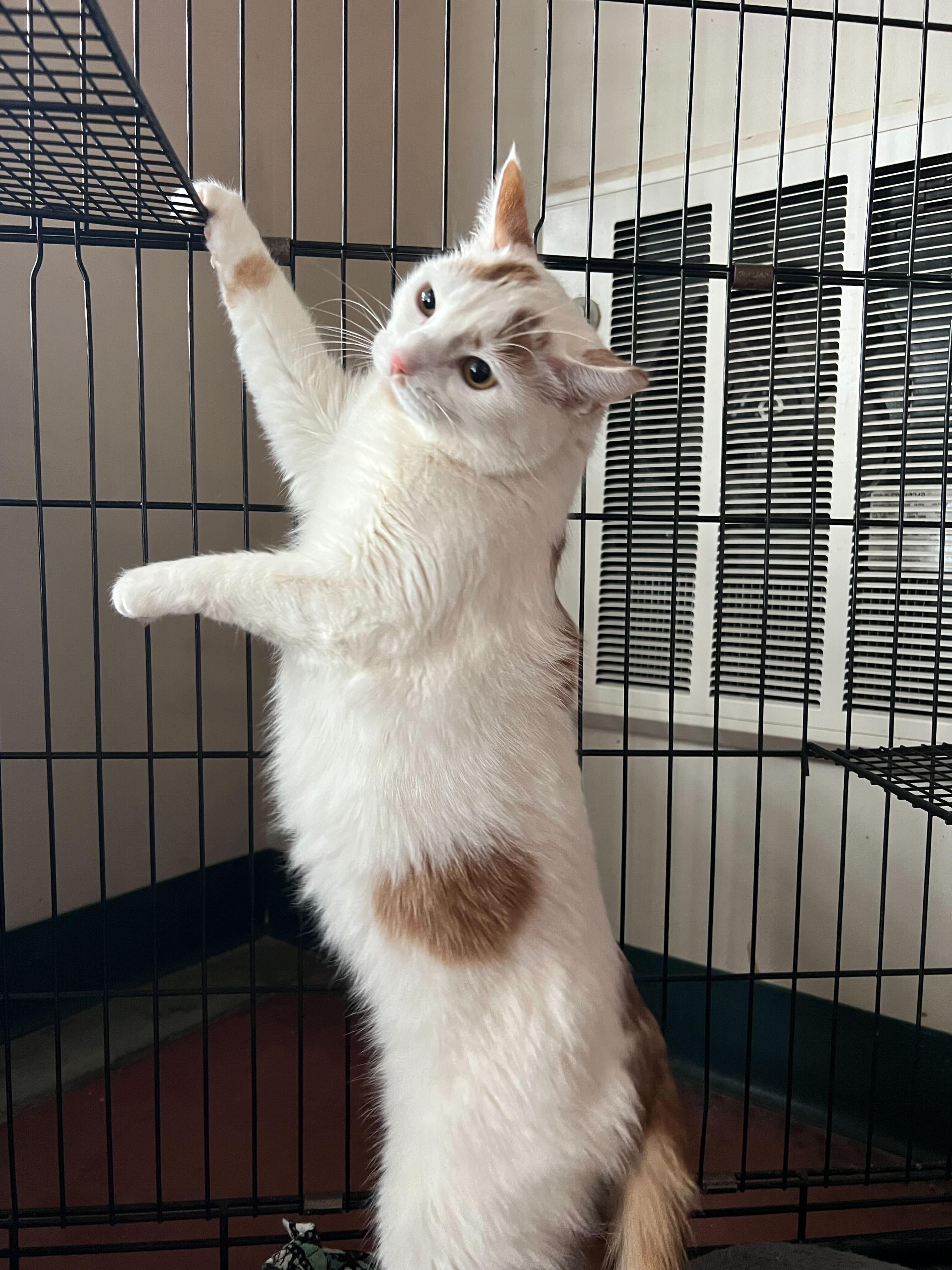 Ella