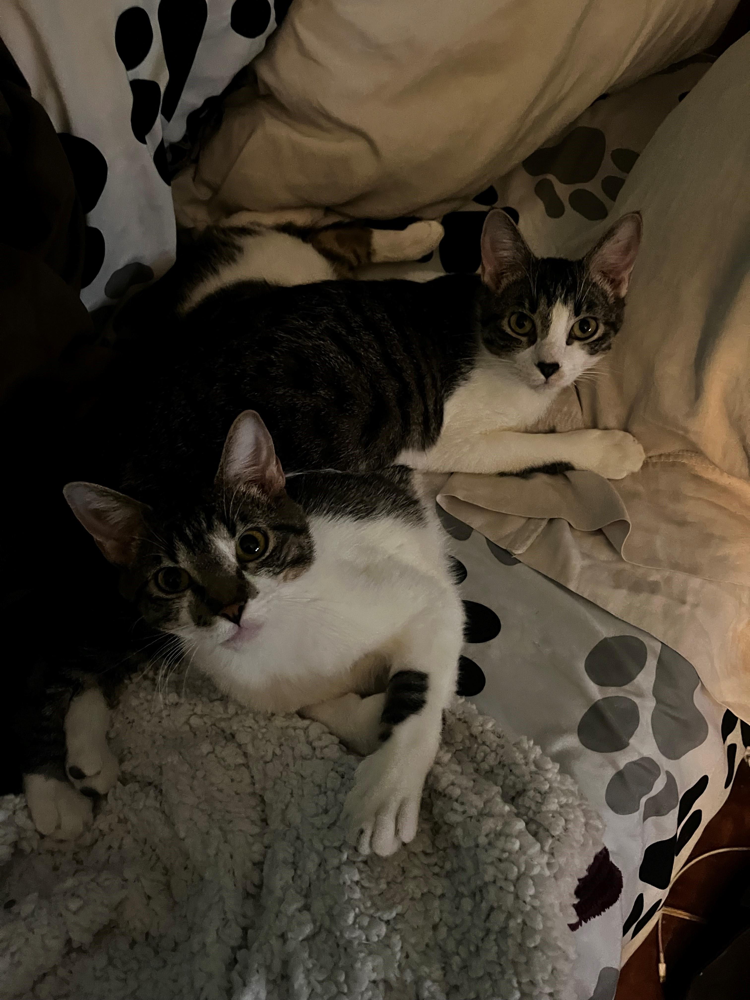 Enlarge Veronica (bonded pair with Archie (8 month old kittens), a Adoptable mixed breed in Littleton, CO image 4/4