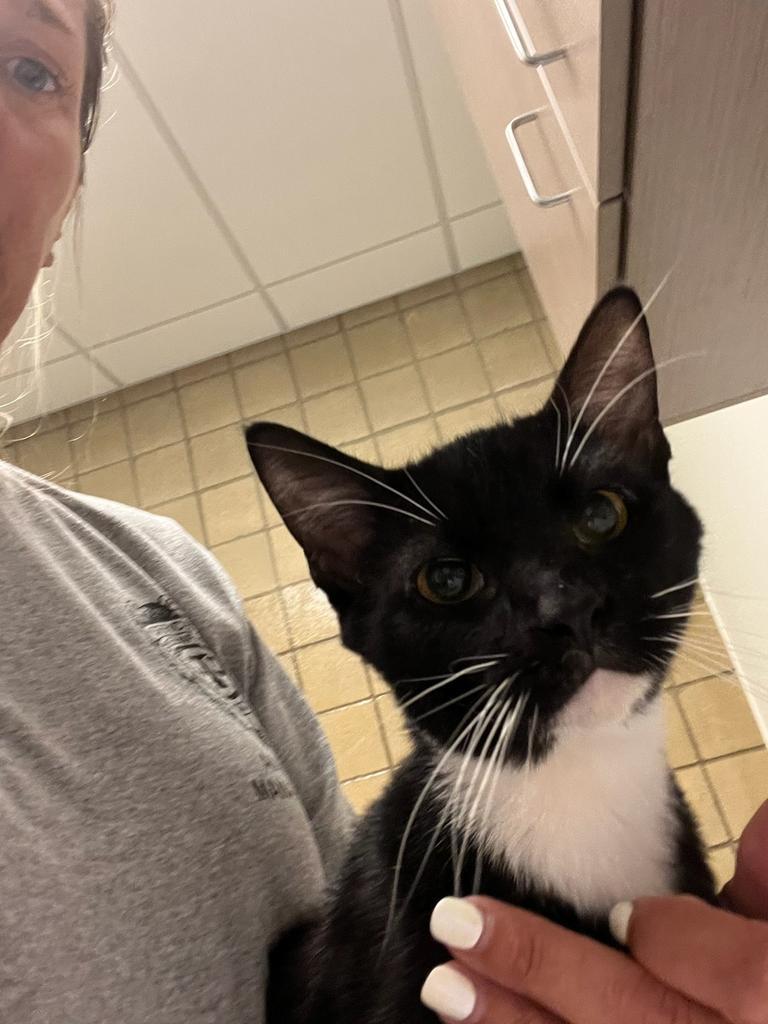 Bert, Adoptable, Young Male Domestic Short Hair.