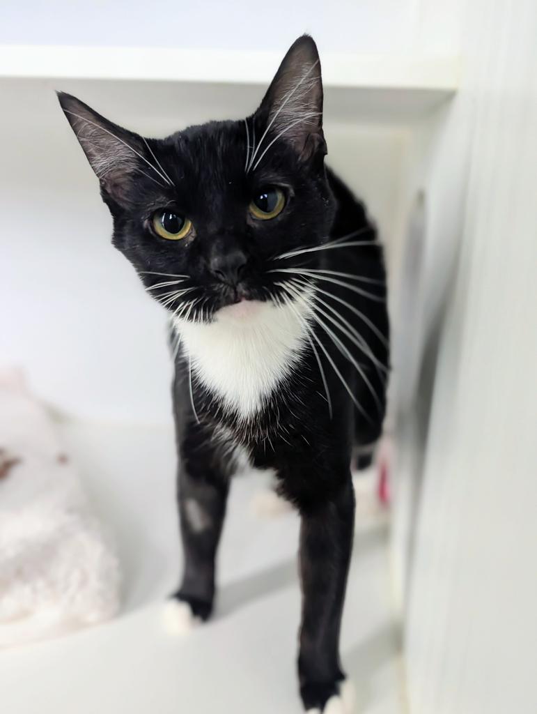Enlarge Bert, a Adoptable mixed breed in Greenfield, IN image 2/5
