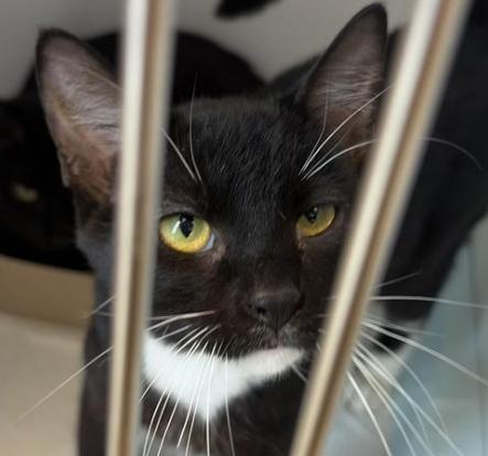 Enlarge Bert, a Adoptable mixed breed in Greenfield, IN image 3/5