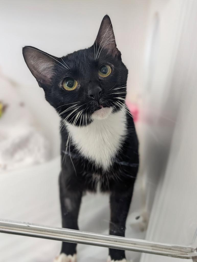Enlarge Bert, a Adoptable mixed breed in Greenfield, IN image 4/5