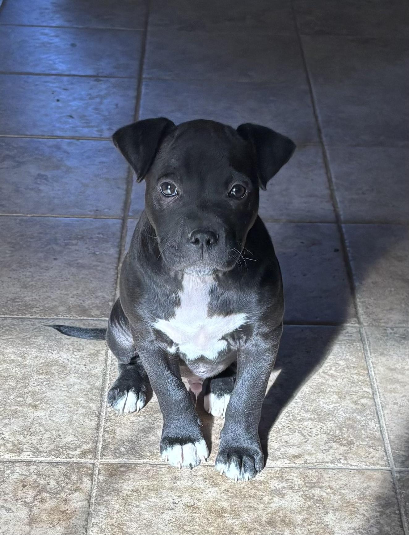 Enlarge Tucker, a Adopted mixed breed in Grafton, WV image 1/1