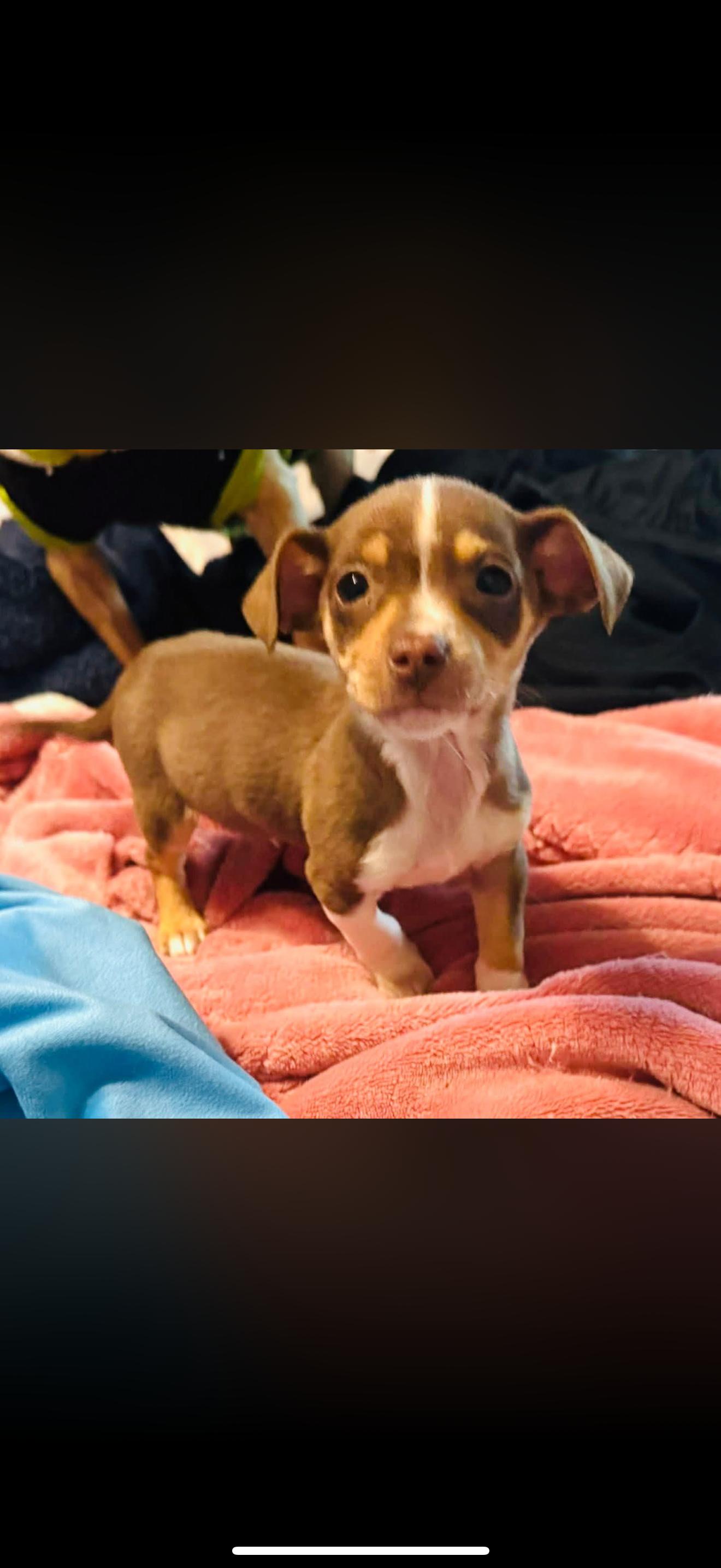 Enlarge Theo - The Darling Chiweenie , a ADOPTABLE mixed breed in Rancho Cucamonga , CA image 1/2