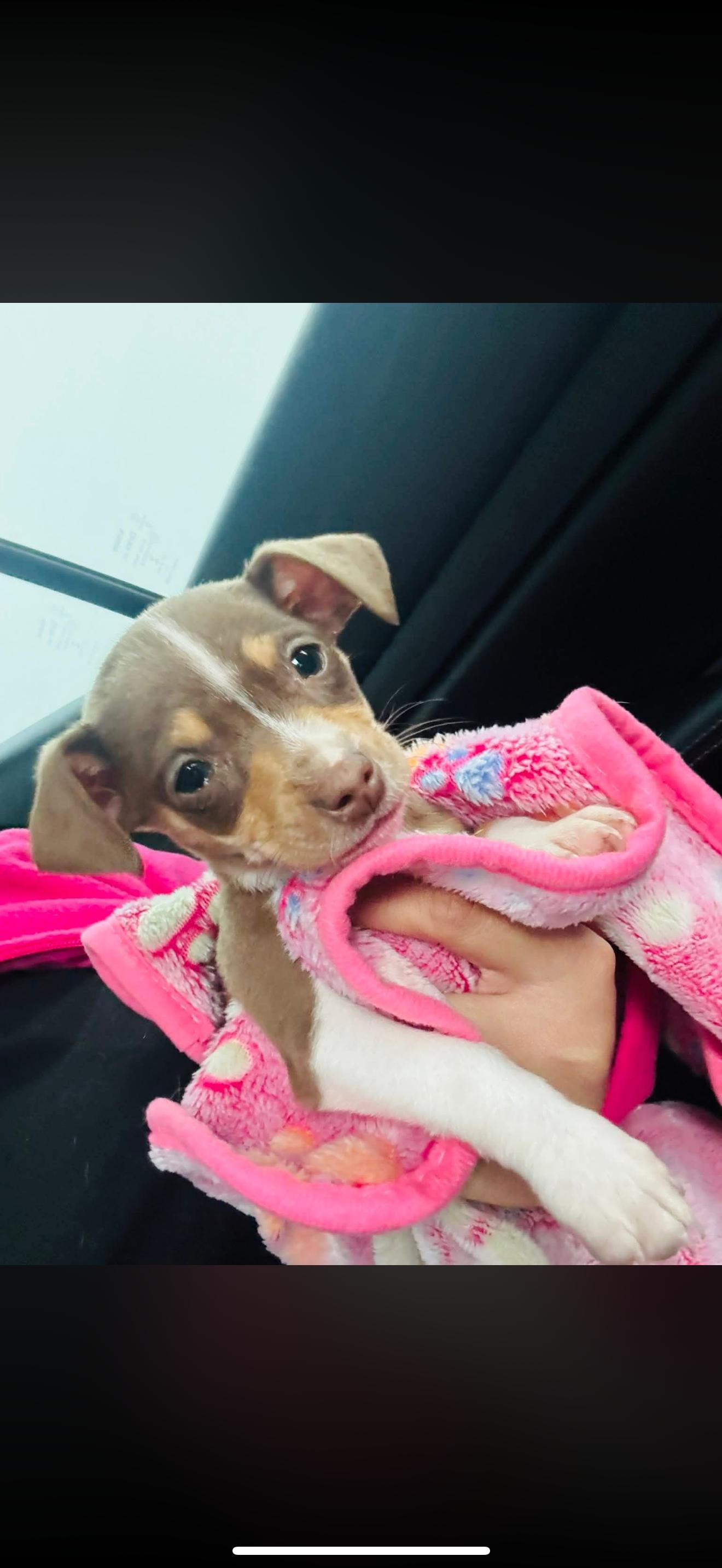 Enlarge Theo - The Darling Chiweenie , a ADOPTABLE mixed breed in Rancho Cucamonga , CA image 2/2