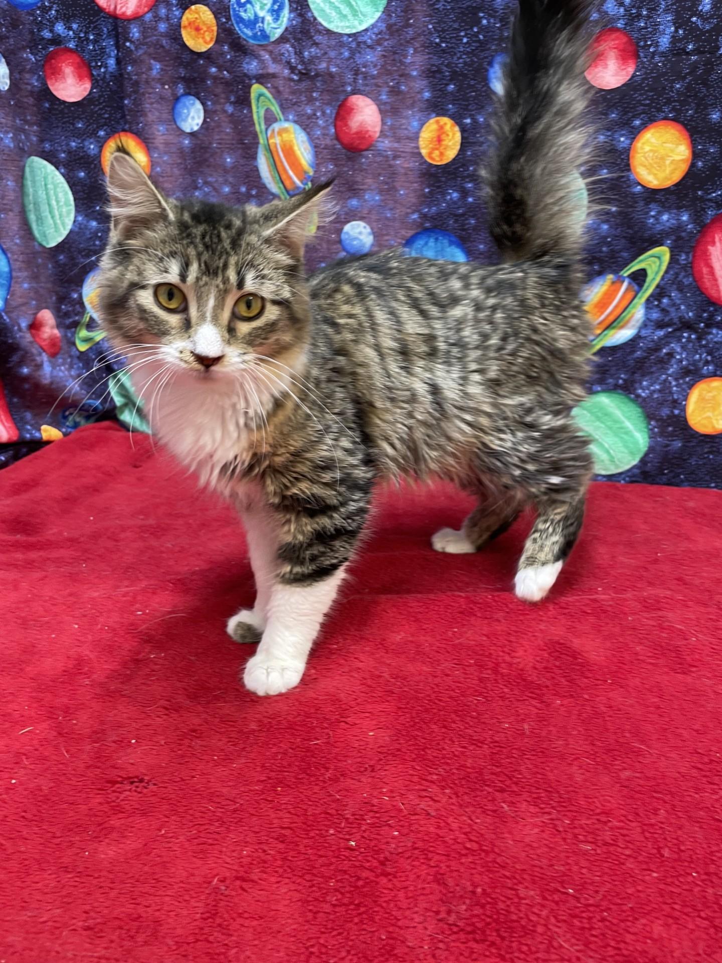 Mothball, adoptable, Young Female Domestic Medium Hair.