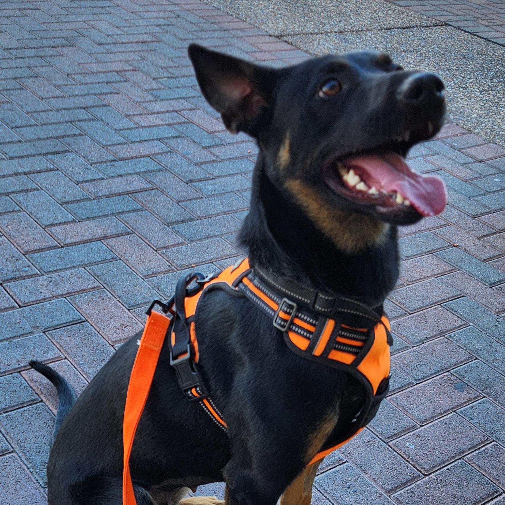 Enlarge ROCO, a Adoptable mixed breed in Las Vegas, NV image 1/6