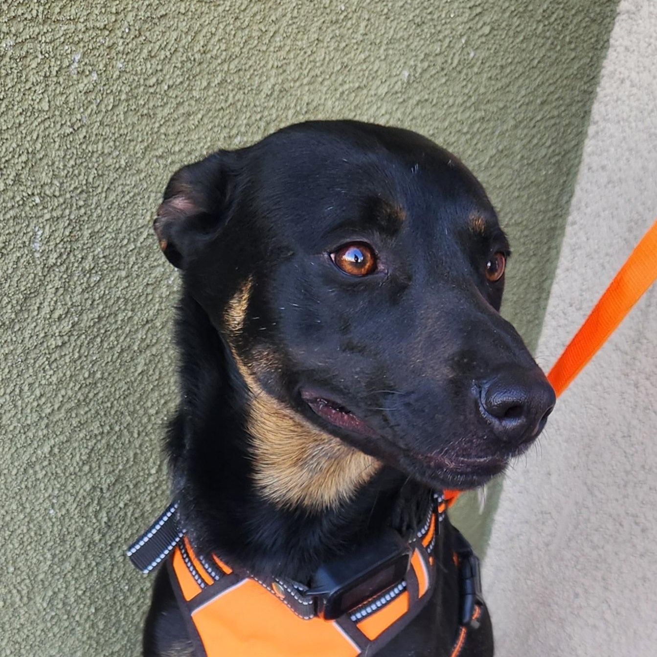 Enlarge ROCO, a Adoptable mixed breed in Las Vegas, NV image 2/6