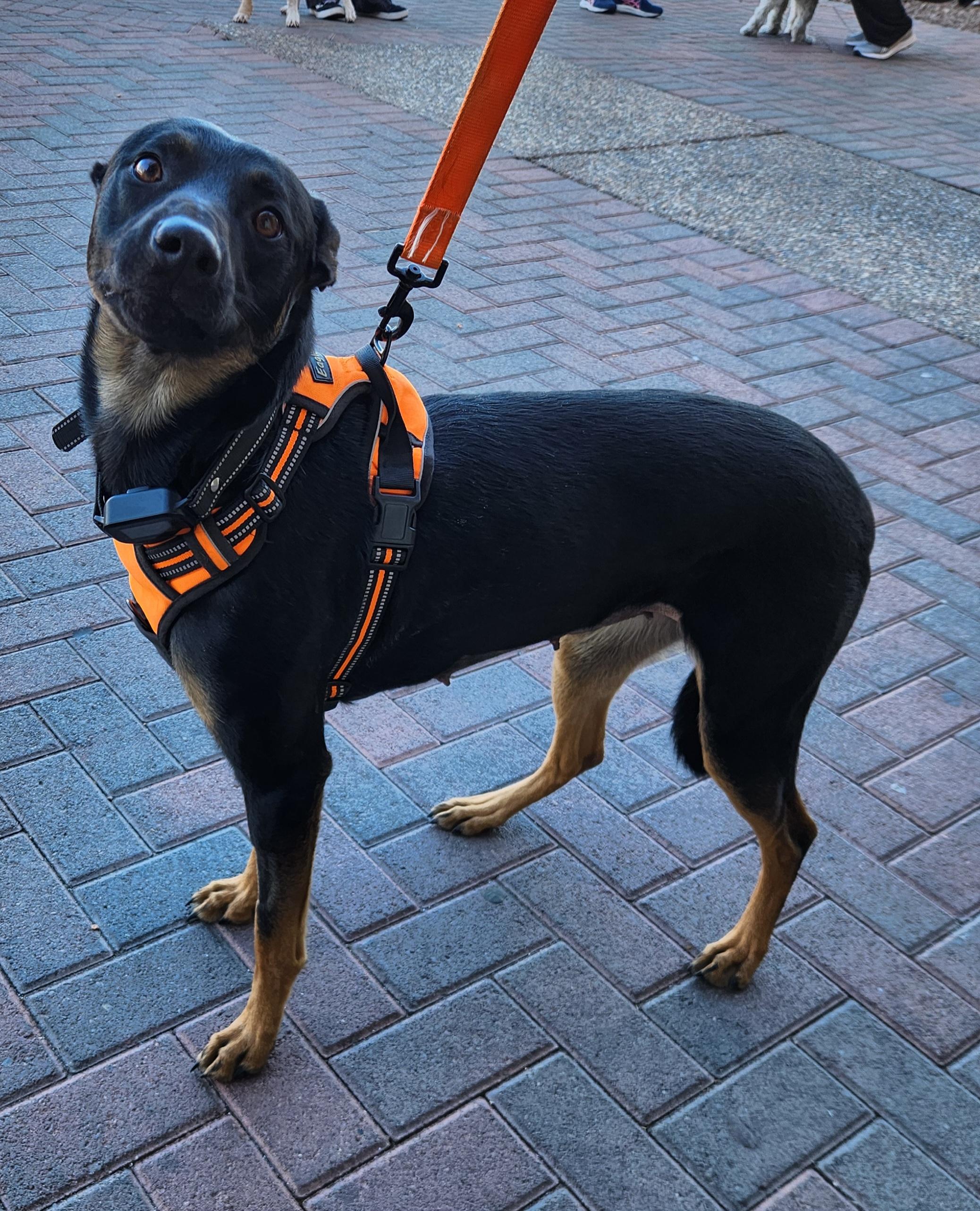 Enlarge ROCO, a Adoptable mixed breed in Las Vegas, NV image 3/6
