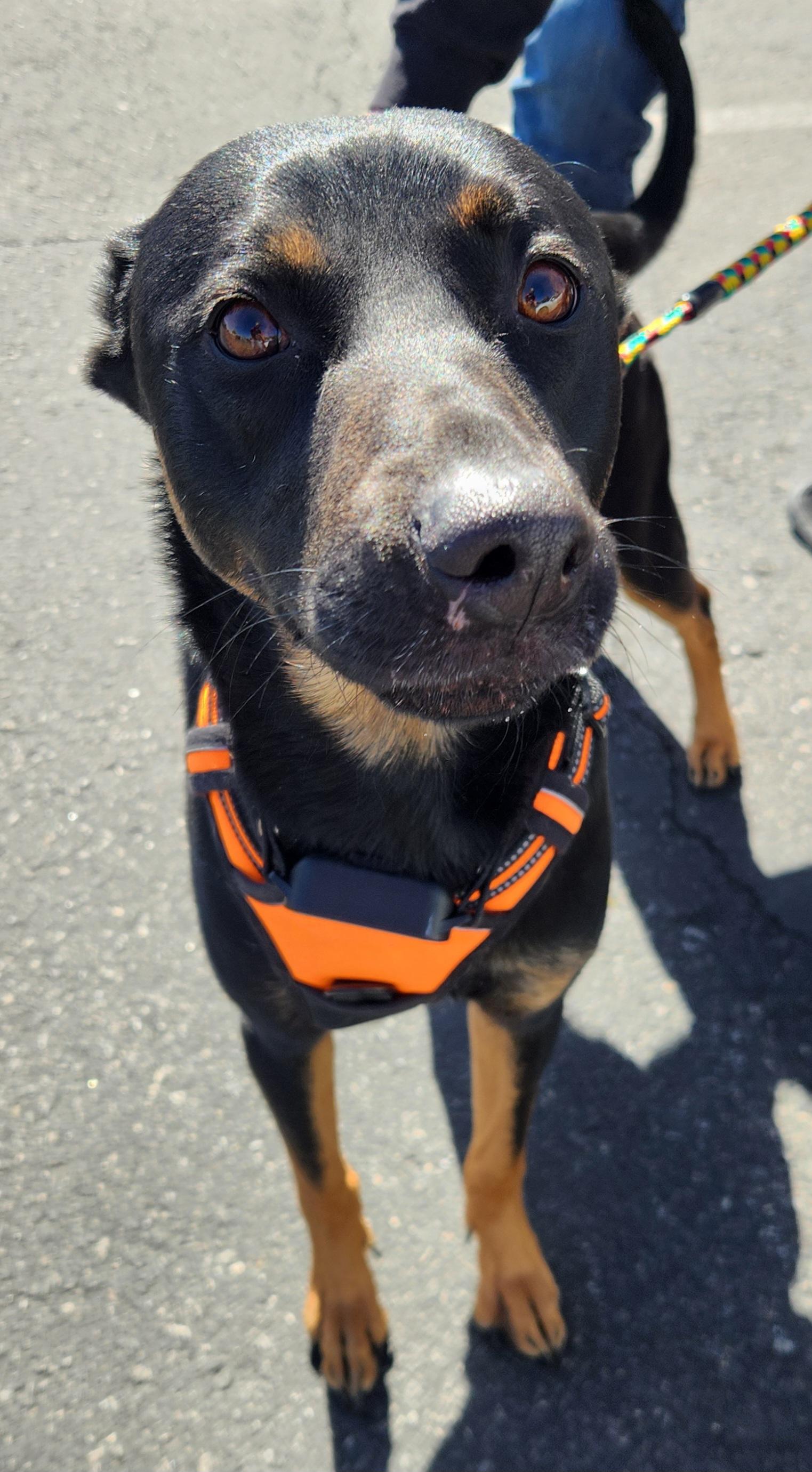 Enlarge ROCO, a Adoptable mixed breed in Las Vegas, NV image 5/6