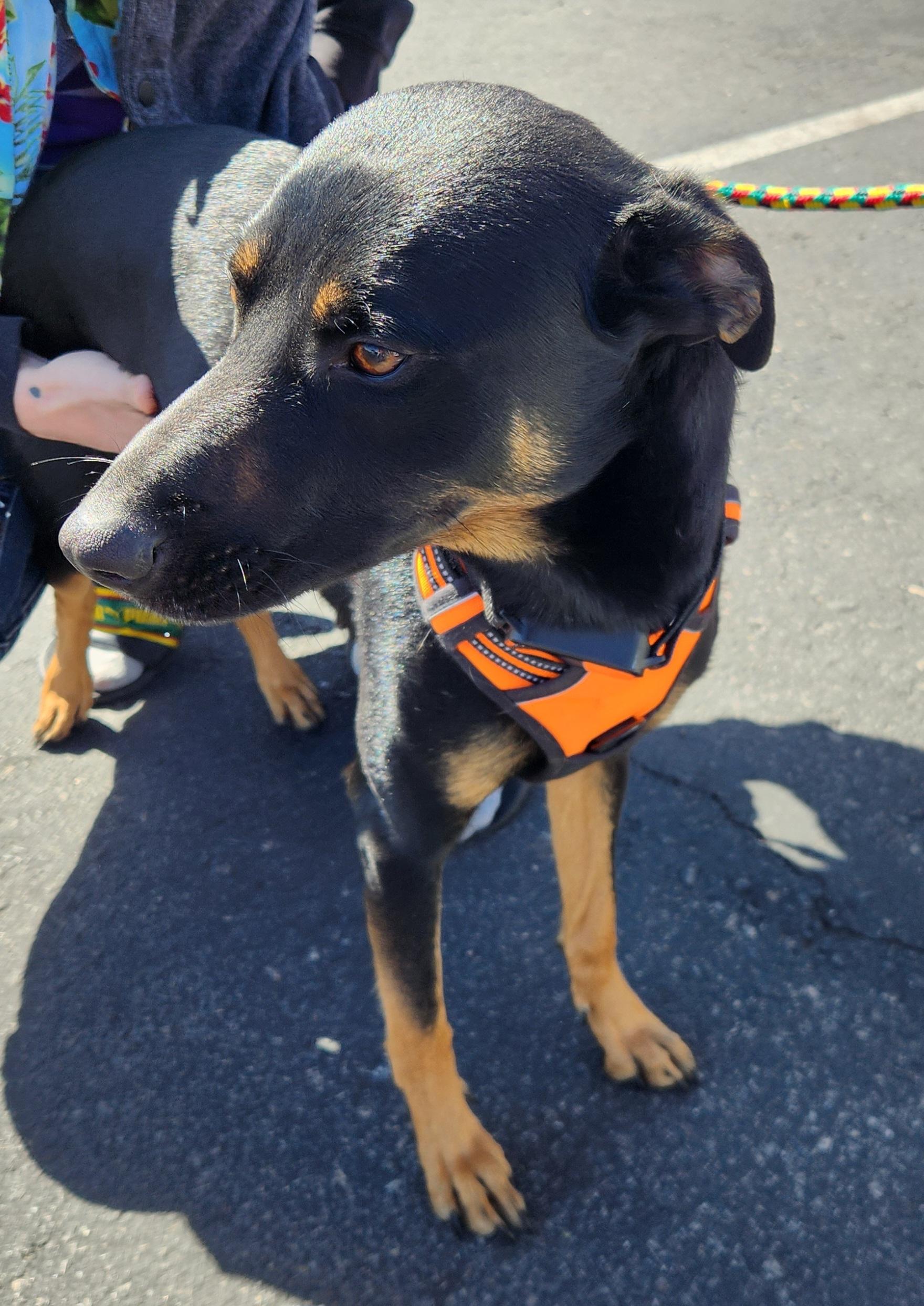 Enlarge ROCO, a Adoptable mixed breed in Las Vegas, NV image 6/6