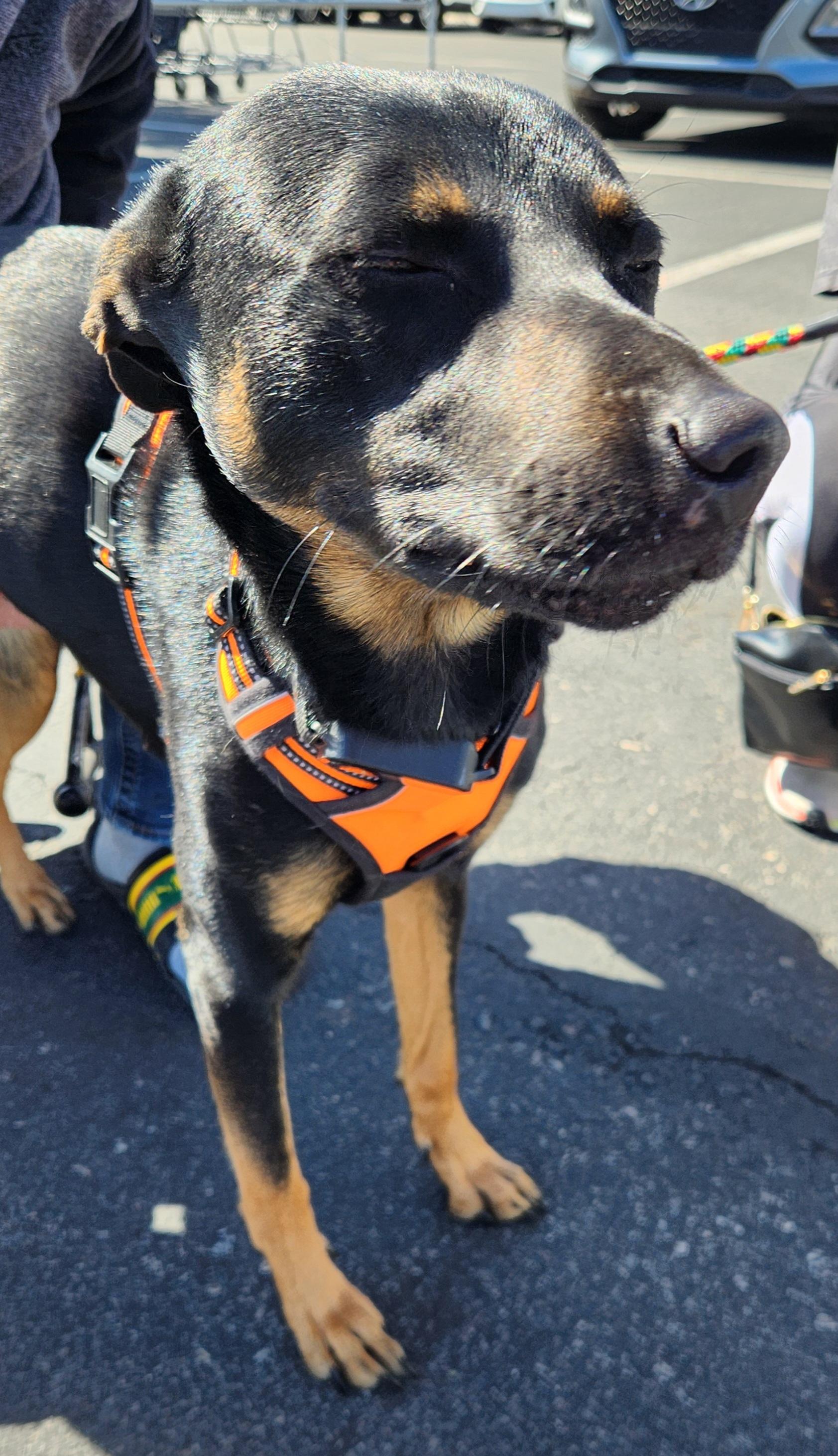 Enlarge ROCO, a Adoptable mixed breed in Las Vegas, NV image 4/6