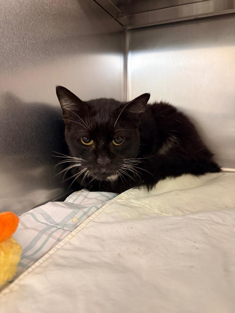 Rabbit, Adoptable, Adult Female Domestic Short Hair.