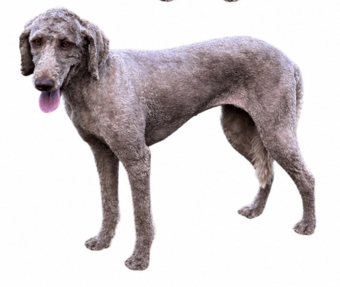 Enlarge Cha Cha, a Adoptable mixed breed in SYLVANIA, GA image 6/6