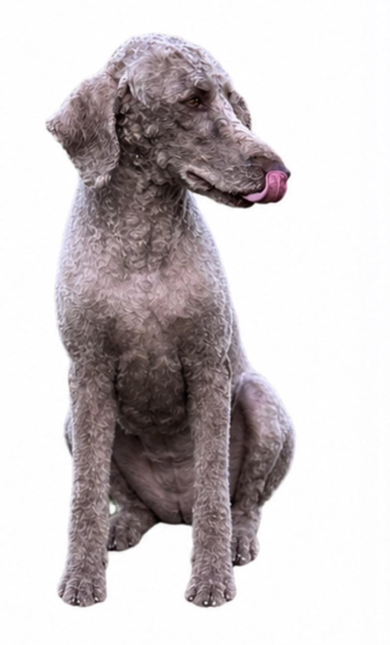 Enlarge Cha Cha, a Adoptable mixed breed in SYLVANIA, GA image 5/6