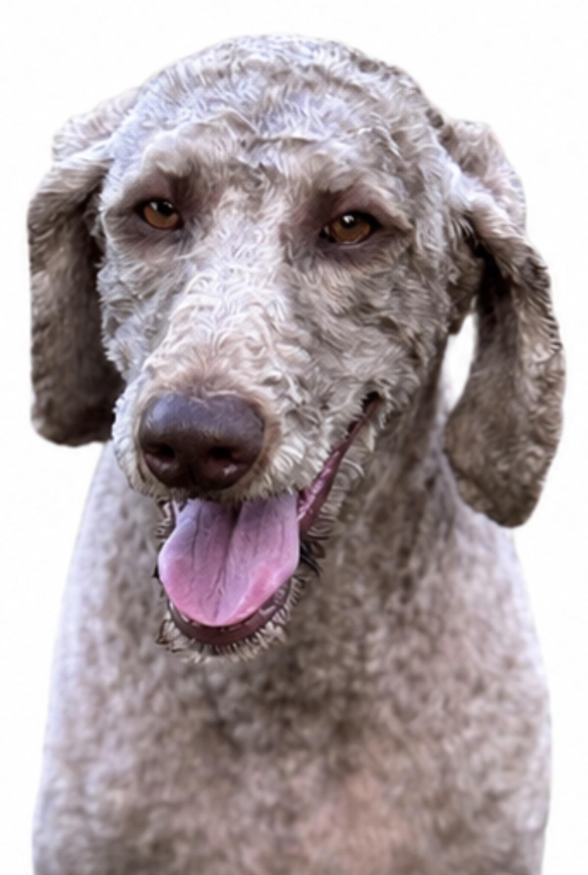 Enlarge Cha Cha, a Adoptable mixed breed in SYLVANIA, GA image 2/6