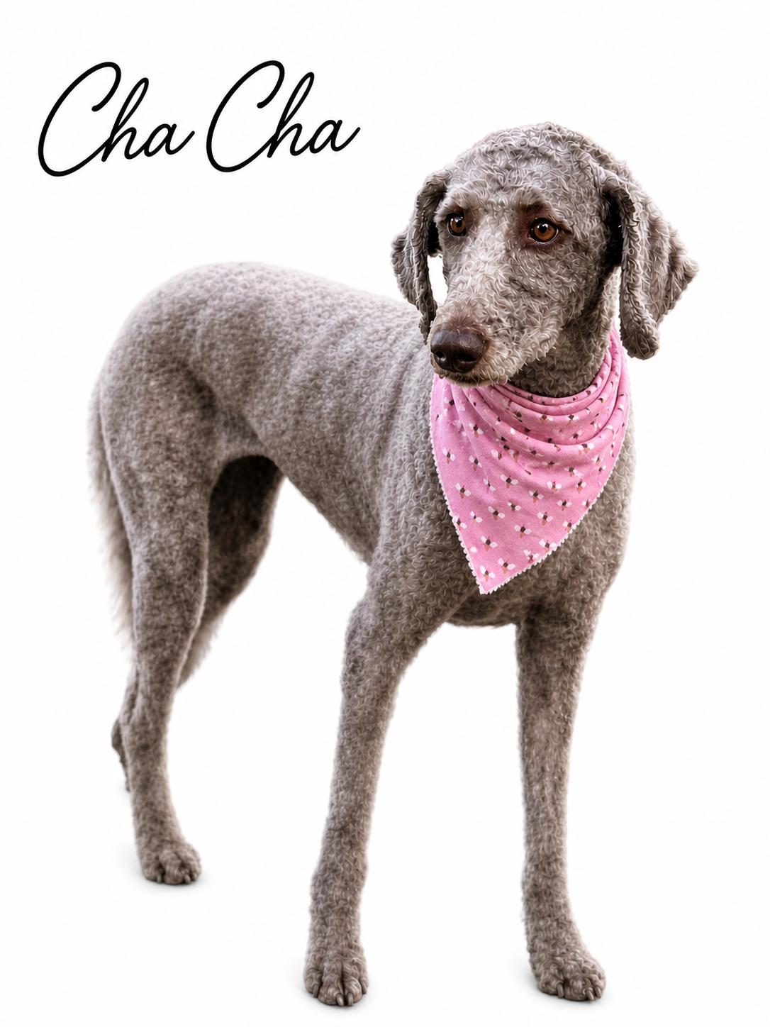 Enlarge Cha Cha, a Adoptable mixed breed in SYLVANIA, GA image 1/6