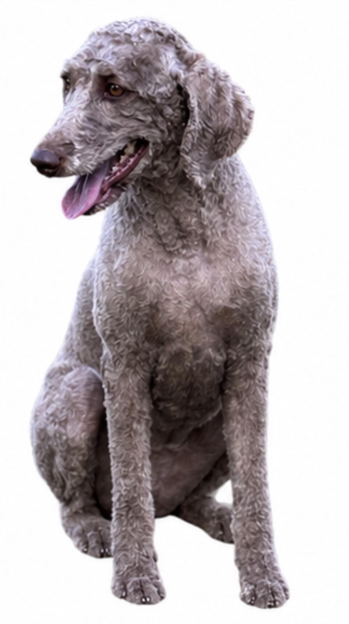 Enlarge Cha Cha, a Adoptable mixed breed in SYLVANIA, GA image 3/6