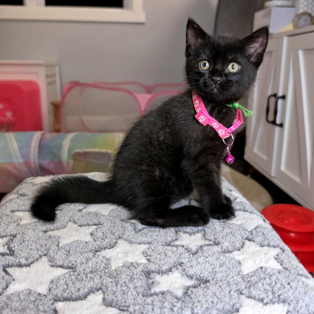 Rizzo, Adoptable, Kitten Female Domestic Short Hair.