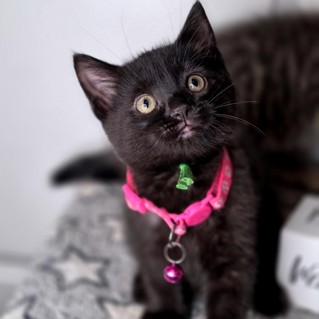 Enlarge Rizzo, a Adoptable Domestic Short Hair in Green Bay, WI image 2/6